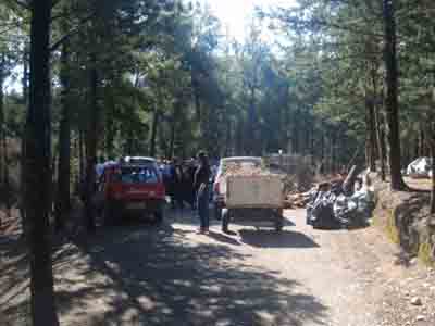 Καθαρίζουν το δάσος στην Κω